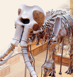 Museums, Monuments and More: Learning on the Go